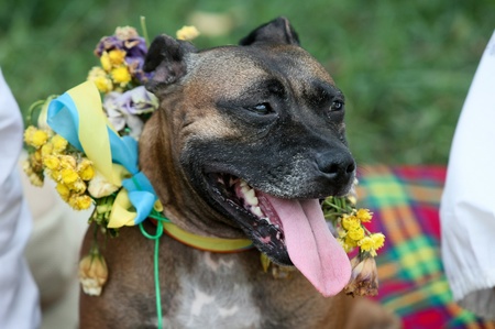 Фстиваль "Країна Мрій"