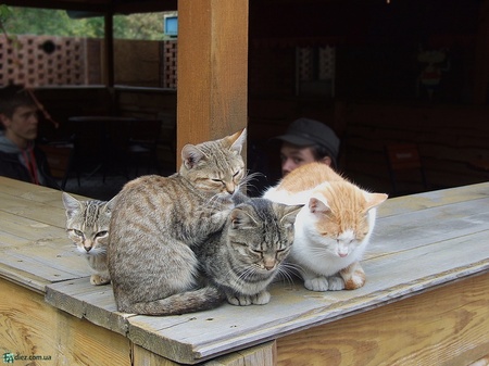 Рок Січ - 2010